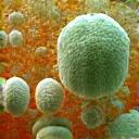 Microscope view of diverse gut bacteria